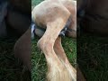 We Have A Baby ️ Foal Horse Animal Animalvideo Equestrian Mylife Recommended Topvideo