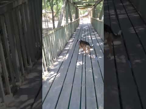 puente peatonal Río Chubut, Dique Ameghino con Luis que vino corriendo desde Puerto Madryn. 09/01/26