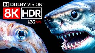 OCEAN CREATURES: Learn Sea Animals in 8K HDR ULTRA HD - Rare Deep Sea Animal & Marine Life TV 120FPS