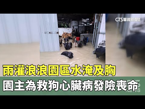 雨灌浪浪園區水淹及胸　園主為救狗心臟病發險喪命
