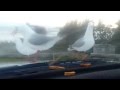 French Fry Seagull Prank