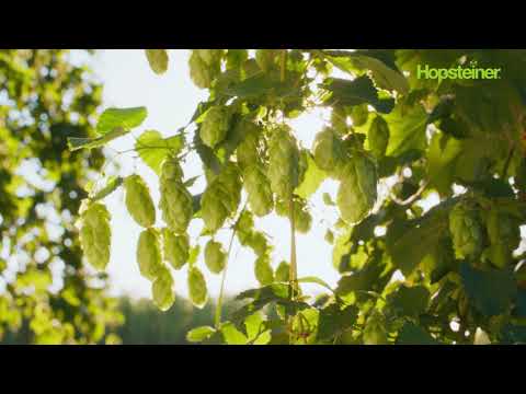 Pflanzenstandsbericht KW35