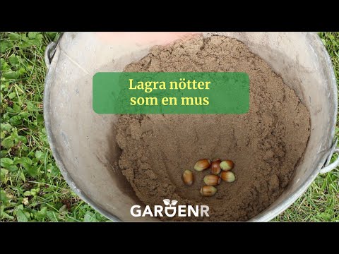 Store nuts like a mouse - Gardenhacks by GardenR