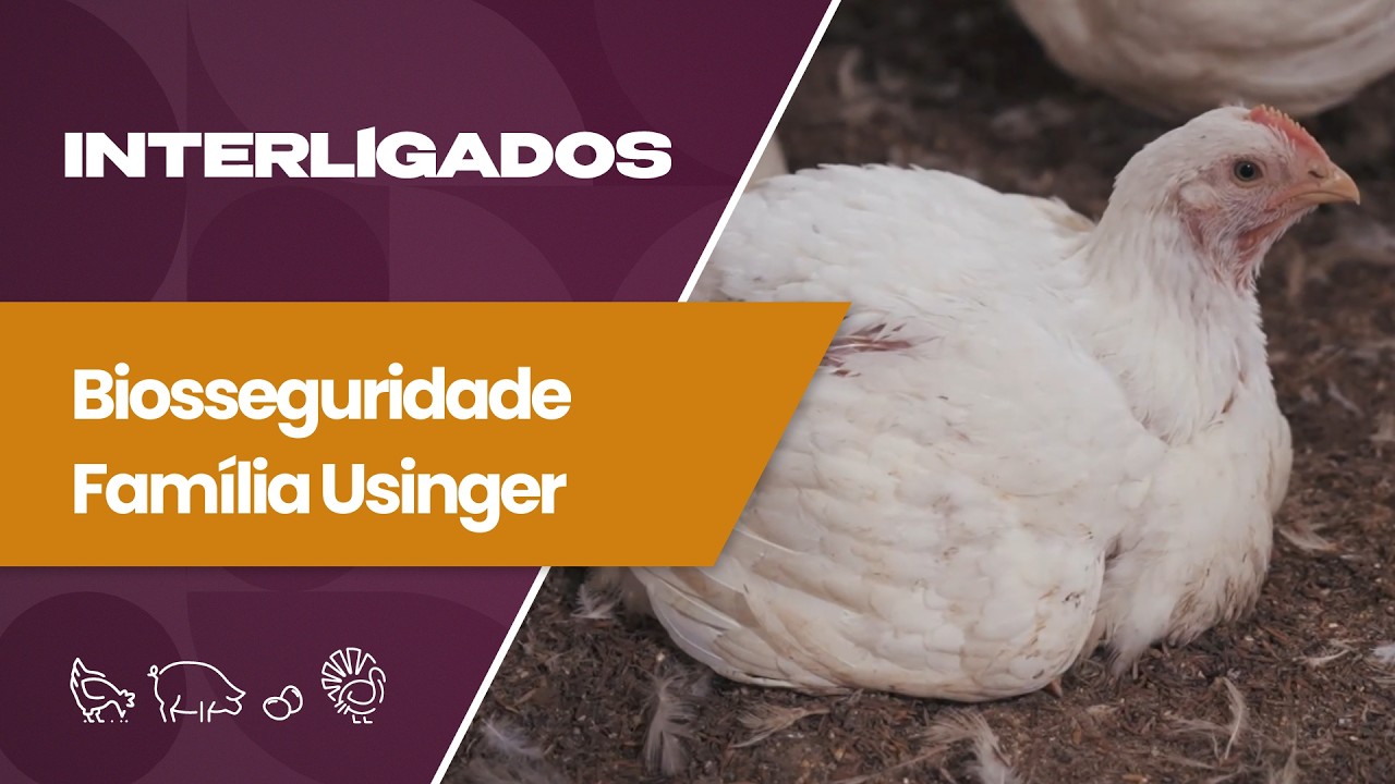 Biosseguridade na suinocultura: cuidados essenciais para proteger a granja e evitar doenças