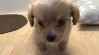 ハーフ犬の動画01