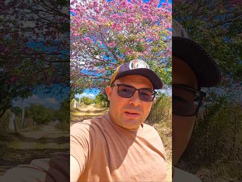Floração pau d'arco, ipê roxo, interior do Ceará.  Distrito de Lagoa de Santo Antônio, Ararendá, Ce.