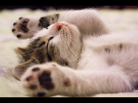 CAT PURRING | 10 minutes | Soothing Sound, Relax, Study