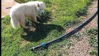 جولة رائعة مع الكلاب