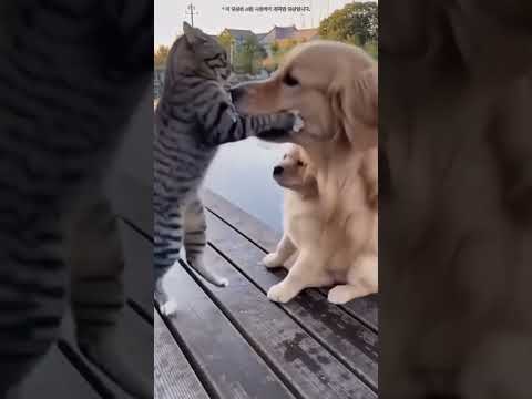 새끼리트리버 때리다가 엄마 리트리버에게 물려 물에 빠지는 고양이 ㅋㅋㅋ  #shortvideo #pets #cute #동물 #애견영상 #고양이 #cat#goldenretriever