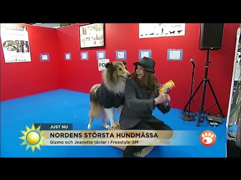 Här tränar hundarna inför danstävlingen (!) - Nyhetsmorgon (TV4)