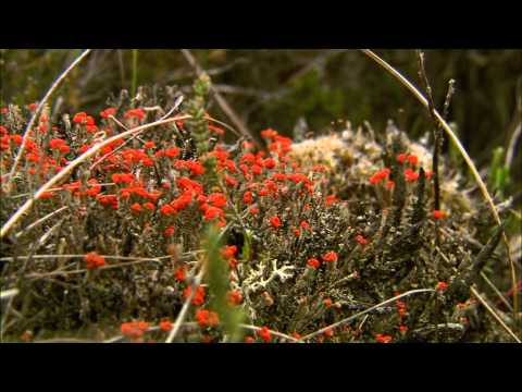 Probing the Past: A Natural History of Clara Bog