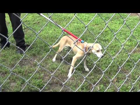 PSL Royals Nov 12 2015 hearing