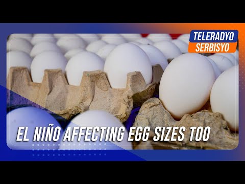 El Niño affecting egg sizes too