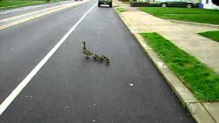 Ducks crossing  busy street Phila.