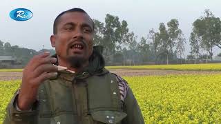 সরিষা চাষে আশার আলো দেখাচ্ছেন কৃষকদের উপজেলা কৃষি অফিস,হাকিমপুর, দিনাজপুর।