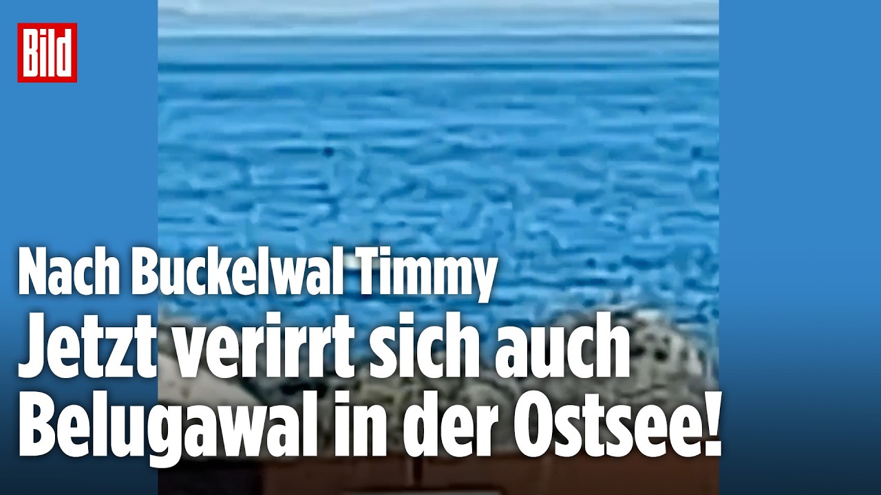 Nach Timmy: Nächster Wal in der Ostsee gesichtet! Belugawal verirrt sich in Flensburger Förde
