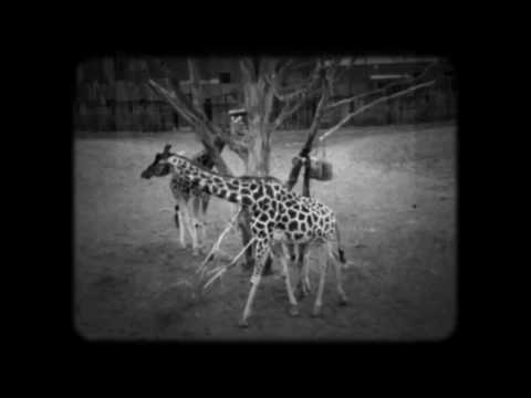 Ann Scott - Joy (Official Video)