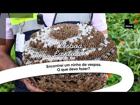 Encontrei um ninho de vespas. O que devo fazer?