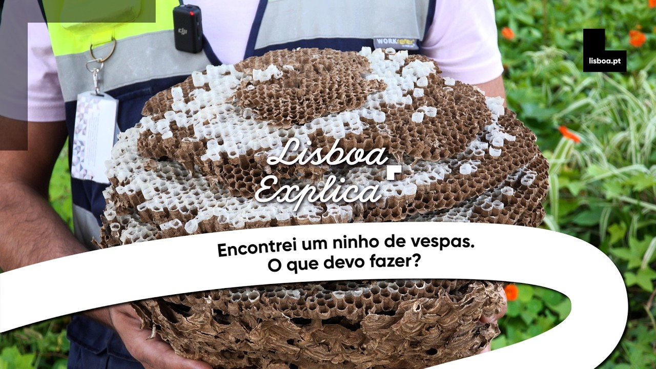 Encontrei um ninho de vespas. O que devo fazer?