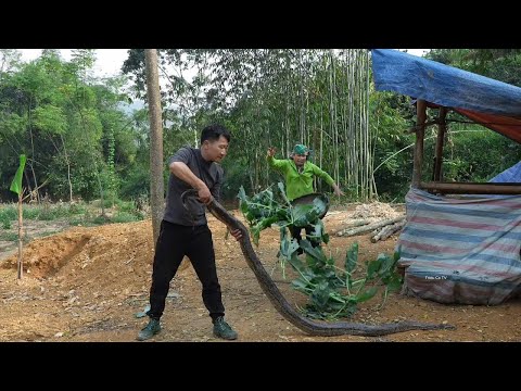 CEO Egan, a city dweller suffering from amnesia, must confront a giant python in the wilderness