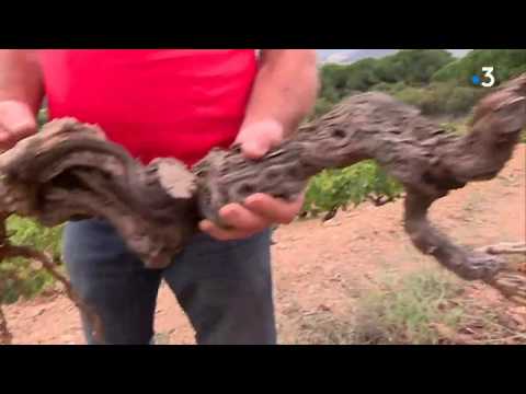 Dans les Pyrénées-Orientales, le banyuls, vin menacé par la sécheresse ?