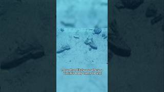 The graveyard of shoes seen at the Titanic wreckage site #shorts #titanic #titan #real #scary
