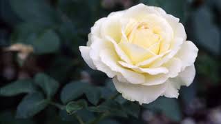 A Rose &amp; A Baby Ruth = George Hamilton IV