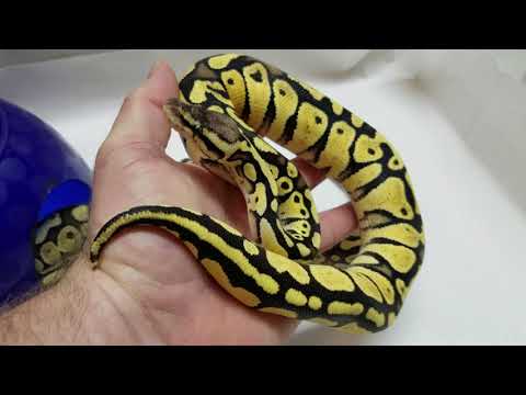 download lagu mp3 mp4 Disco Ball Python For Sale, download lagu Disco Ball Python For Sale gratis, unduh video klip Disco Ball Python For Sale