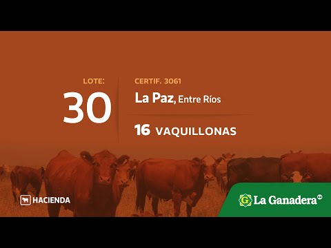 Lote Vaquillonas en La Paz