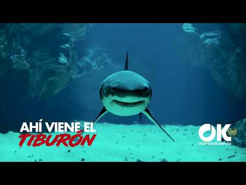 Ahí Viene El Tiburón (Ft. Junny Martis)  - OK Band