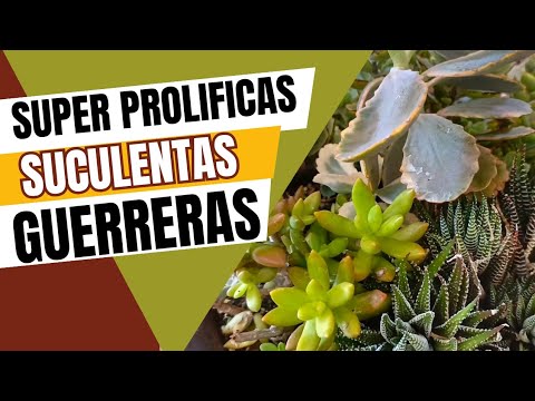 Suculentas a prueba de todo 🌵✨ fáciles y sin tantos cuidados para principiantes. 