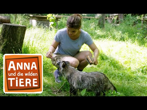 Ist der Marderhund ein Hund? | Reportage für Kinder | Anna und die wilden Tiere