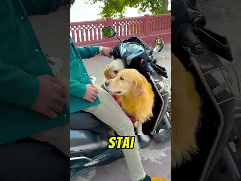 Prietenul Meu Vrea Sa Se Urce Pe Scuter 💔