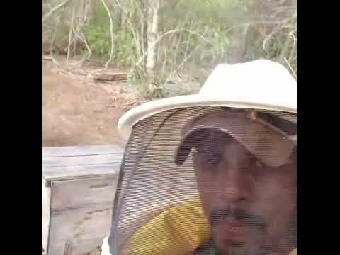 apiário esperança riacho Dantas Ruy Barbosa Bahia 