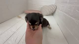 ハーフ犬の動画01