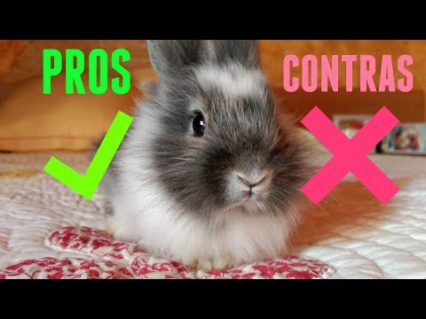 Pros and cons of owning a rabbit