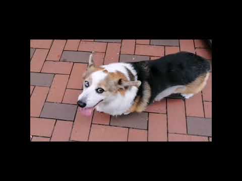 Meet Kevin a 12 years old cute dog#shorts @Mhe Dañoso