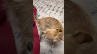 Video preview image #1 Chihuahua-Unknown Mix Puppy For Sale in Grafton, WI, USA