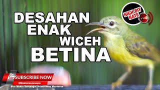 Download lagu #1🔴Tembakan Mewah KOLIBRI KELAPA WICEH BETINA GACOR PANJANG❗️ mp3 Download lagu #1🔴Tembakan Mewah KOLIBRI KELAPA WICEH BETINA GACOR PANJANG❗️ mp3