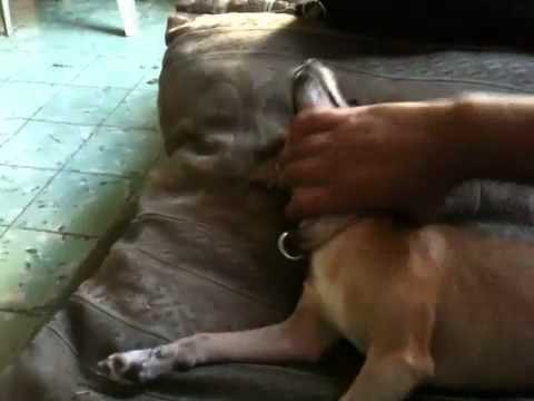 El bebecillo gumaros de oro