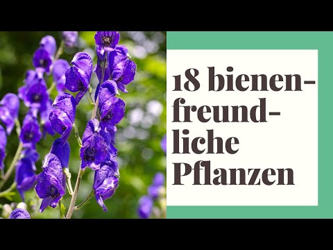 , title : '25 bienenfreundliche Pflanzen für die perfekte Bienenwiese'