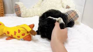 トイプードルの動画01