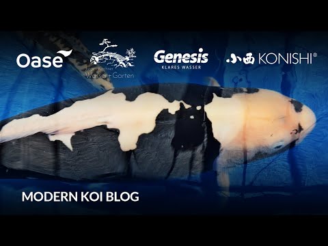 Makoto's best Karashi Kumonryu | #6342 Modern Koi Blog