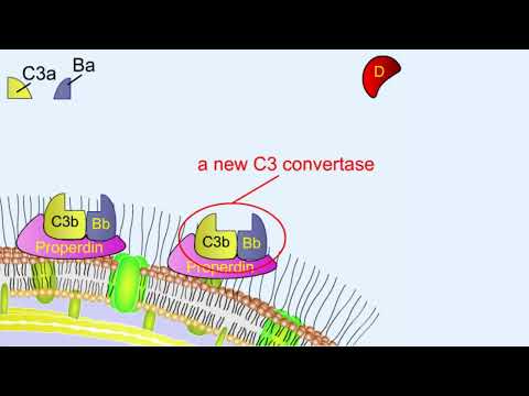 Inflammation animation Steps of inflammatory response Shomu s Biology