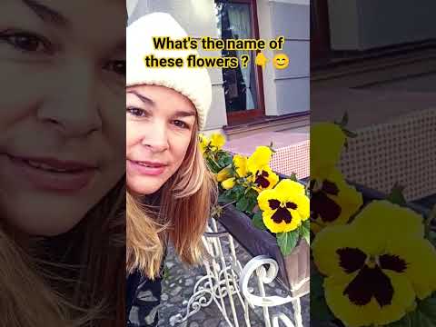¿Cuál es el nombre de éstas flores, lo conoces? #spanishlessons #spanishlanguage #aprenderespañol