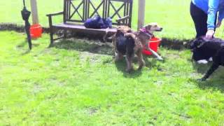 preview picture of video 'Belle 5 Month old airedale at play'