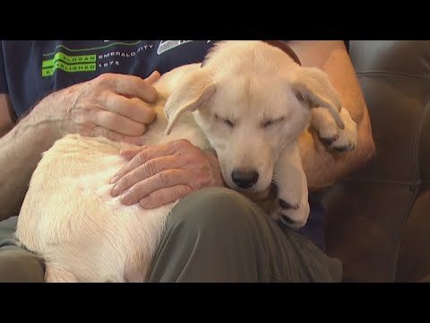 Three of six puppies saved by firefighters from fentanyl overdose adopted