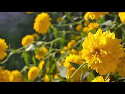 Cosmin Avram - Creste-ma prin harul Tau