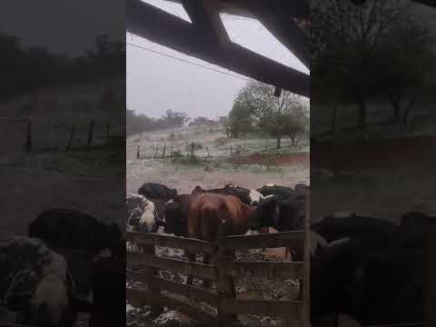 Chuva de ontem a tarde na região de Serranos-MG #vidanaroça #granizo #tempestade #chuvahoje