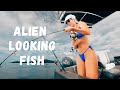 Alien Looking Fish Vs Fish Huntress Amy Fish Huntress Club